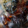 Гигантский паук съел опоссума в отеле: фото