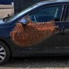 В Нидерландах пчелы атаковали автомобиль