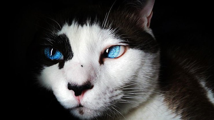 Кот выжил после стирки в машинке Фото: Pixabay