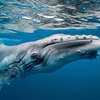 У побережья Канады нашли погибших китов