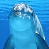 В Одессе нашли мертвого дельфиненка (фото)