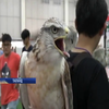 У Таїланді пройшла масштабна виставка домашніх тварин