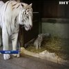 Австрійський зоопарк поповнився рідкісними білими тигренятами (відео)