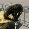 Харьков атаковали ядовитые пчелы 