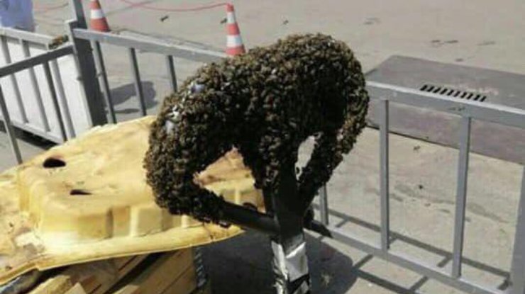 Фото: ядовитые пчелы 
