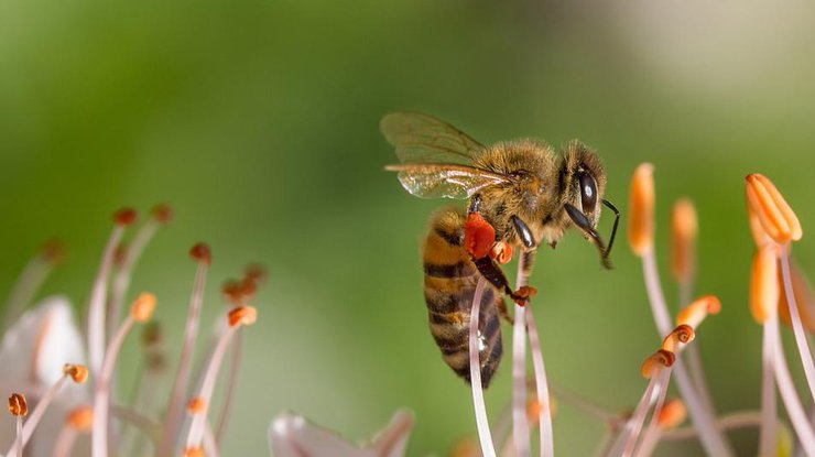 Под Черкассами пчела убила мужчину Фото: Pixabay