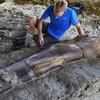 Найдены кости крупнейшего зверя в истории (фото)