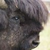 В США разъяренный бизон атаковал девочку (видео)