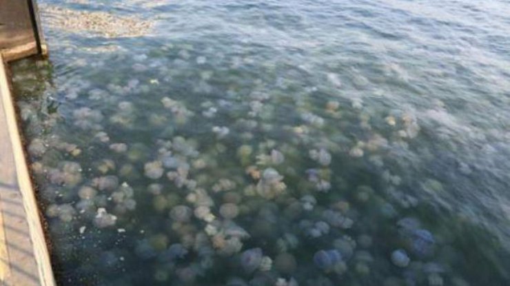 Фото: медузы в Кирилловке (MV)