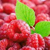 Какие ягоды защищают от рака