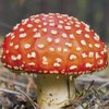 Отравления грибами: на Прикарпатье туристы попали в реанимацию