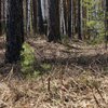 Под Житомиром в лесу нашли труп зверски убитого мужчины