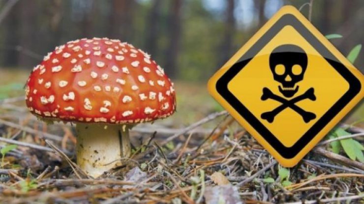 Фото: отравления грибами 