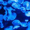 Ужалила медуза: что нужно и что запрещено делать 