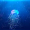 В Кирилловке появились "аномальные" медузы (фото)