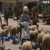 Жителям Парижу показали отари овець