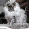 В сети появился новый угрюмый кот (фото)