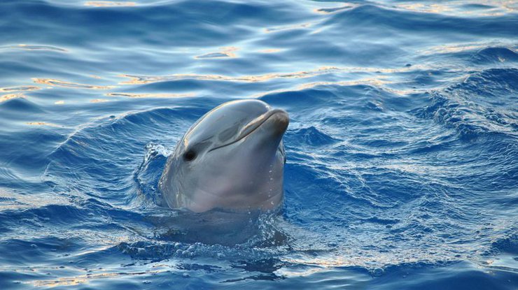 В Одессе на популярном пляже нашли мертвого дельфина/ Фото: Pixabay