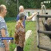 Ветеран АТО започаткував у Карпатах страусину ферму