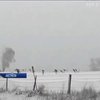 Небачений снігопад спантеличив кенгуру в Австралії (відео)