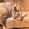 Паника и страх: носорог напал на туристов посреди экскурсии (видео)
