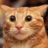 Конфуз дня: танцующий кот взорвал сеть (видео)