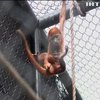 Зоопарк Колумбії поповнився дитинчам рідкісної мавпи