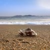 За песок из пляжа туристам грозит до шести лет
