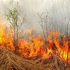 В Украине зафиксировали чрезвычайную пожарную опасность
