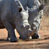 Разъяренный носорог напал на автомобиль (видео)