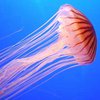 Что делать после укуса медузы
