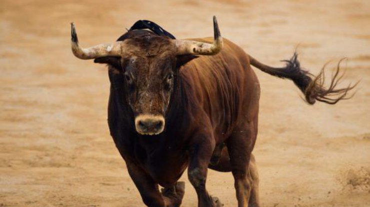 В Испании во время забега быков трагически погиб мужчина