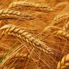 Все о пшенице: выбираем правильно