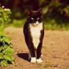 Увидеть кошку на кладбище: о чем говорит примета 