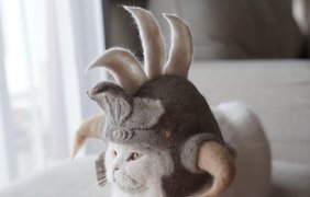 супруги делают забавные шапки из котов