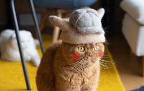 супруги делают забавные шапки из котов