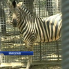 Зоопарк Миколаєва поповнився дитинчам зебри