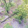 По Киеву пронесся мощный ураган (фото, видео)