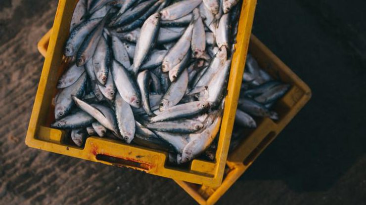 Почему нужно есть рыбу: топ-5 главных причин