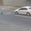Авто на скорости снесло ребенка с дороги (видео) 