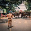На религиозном фестивале слоны затоптали 18 человек