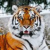 В цирке во время выступления тигр вырвался на свободу и умер