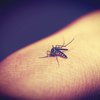 В Запорожье у людей диагностировали малярию