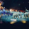Суд запретил задействовать животных в выступлениях в цирке