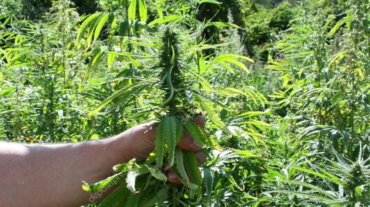 В Новой Зеландии "накрыли" плантацию марихуаны / Фото: depositphotos.com