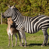 В Кении родилась "леопардовая" зебра (фото)