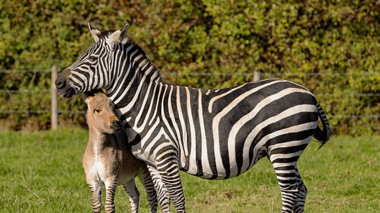 В Кении родилась необычная зебра / Фото: ridus