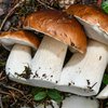 С грибами нужно быть осторожней - медики