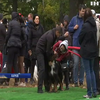 Масштабна виставка собак під Харковом: у Фельдман Екопарку чотирилапі демонстрували свої здібності