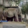 У Харкові дресирувальник випустив слона гуляти на вулицю (відео)